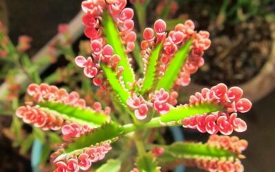 KALANCHOE ARANTO: LA PLANTA DE LAS MIL PROPIEDADES