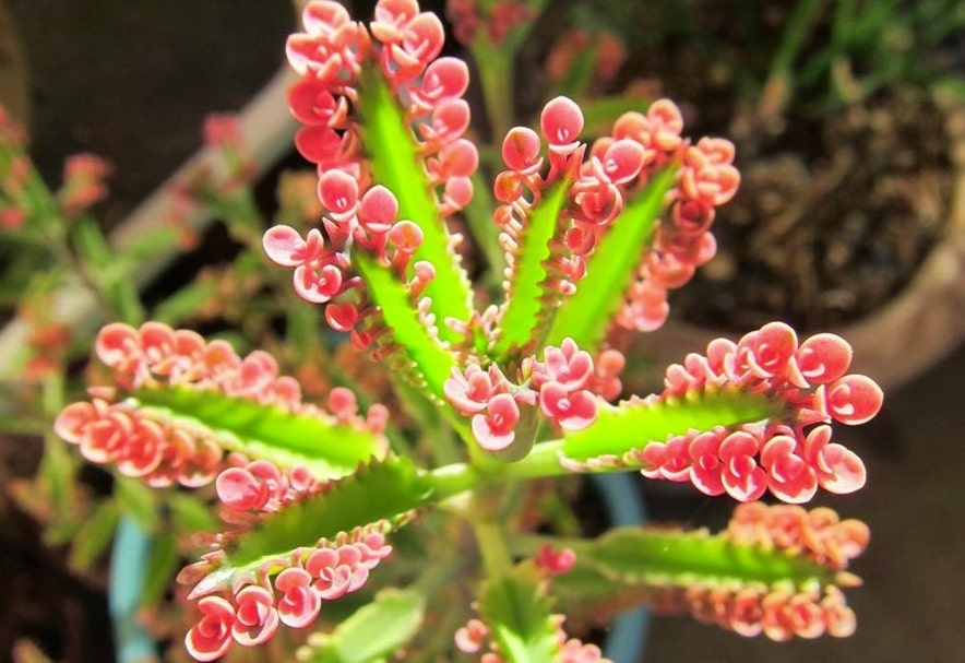kalanchoe daigremontiana