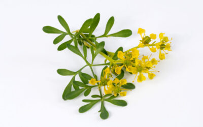 La hierba mas mágica, la ruda