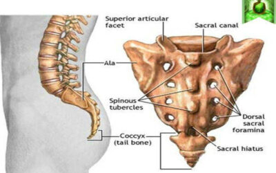 Activar el sacro: Ejercicios