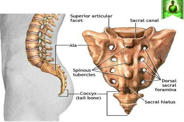 Activar el sacro: Ejercicios
