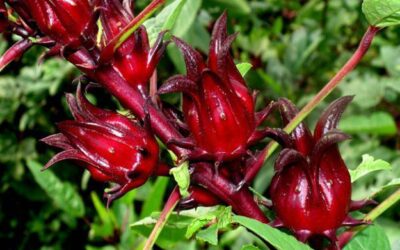 Flor de Jamaica para la diabetes
