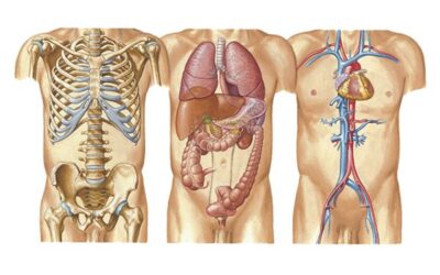 ÓRGANOS SENSORIALES Y ÓRGANOS INTERNOS