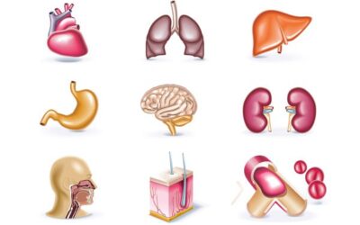 Srotas (nutrición) y Malas (deshechos)