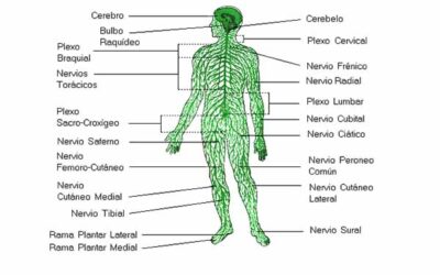 majja dhatu: El sistema nervioso