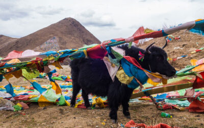 EL BÚFALO DEL TIBET