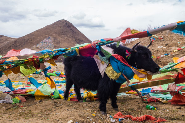 EL BÚFALO DEL TIBET