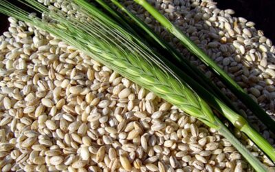 TOMA CEBADA PARA ESTAR MÁS JOVEN