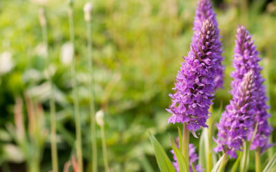 Cataplasma de verbena para el catarro