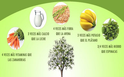 LA MORINGA: UN POTENTE ANTIBACTERIANO