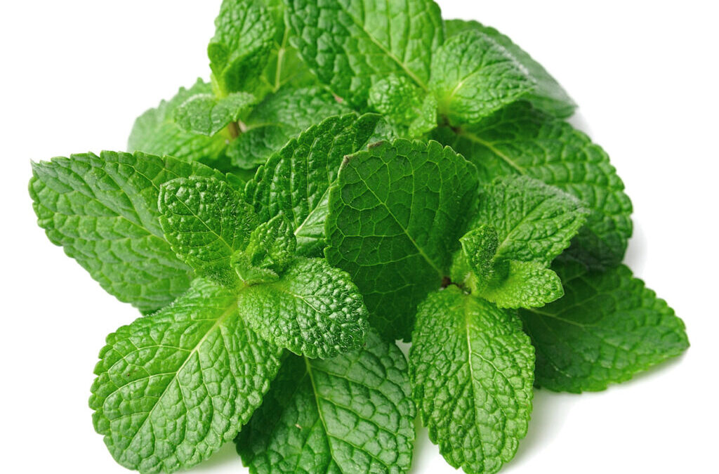 Propiedades sanativas de la menta