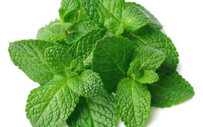 Propiedades sanativas de la menta