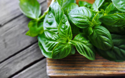 Albahaca: hierba aromática con múltiples propiedades