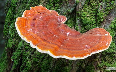 REISHI: HONGO SANADOR