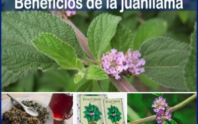 Juanilama elimina problemas del colesterol
