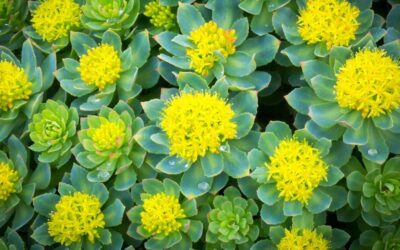 Rhodiola rosea promueve la longevidad