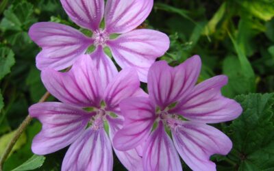 Usos de la malva que no conocías