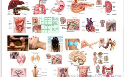 Emociones y su relación con nuestros órganos