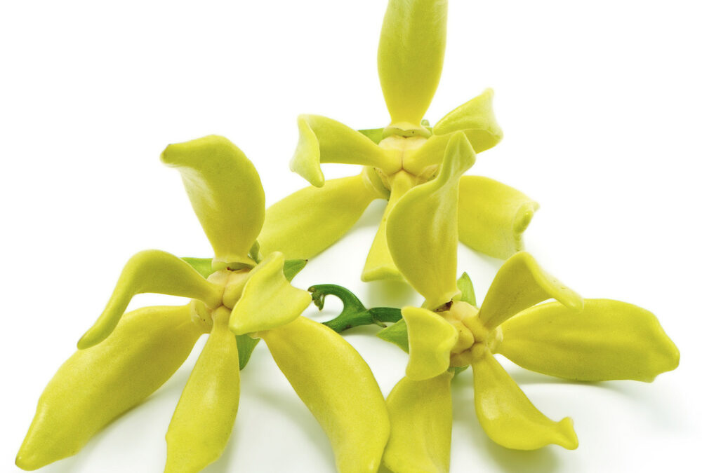 Ylang ylang (Cananga odorata)