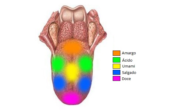 Los sabores en la lengua: Umami