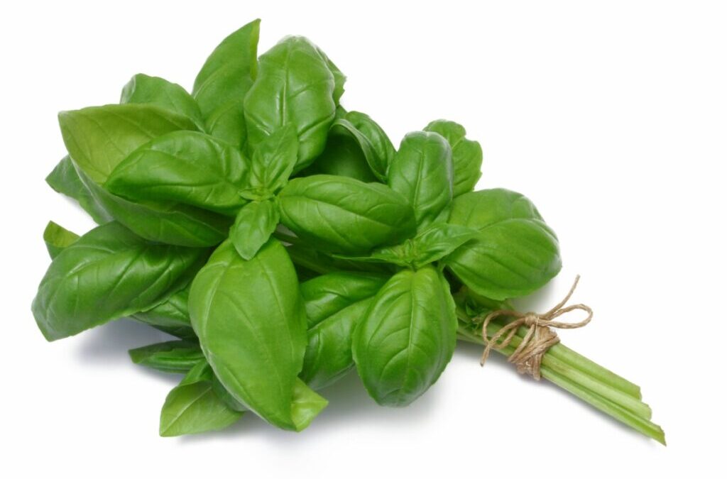 Beneficios de la Albahaca y como propagarla