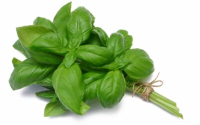 Beneficios de la Albahaca y como propagarla