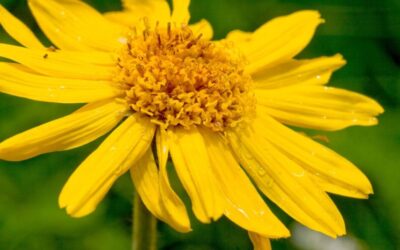 Aceite de arnica anti-inflamatorio natural