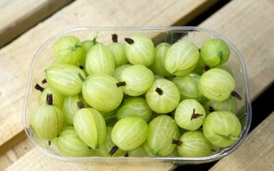 Especias de Ayurveda, la Asafetida