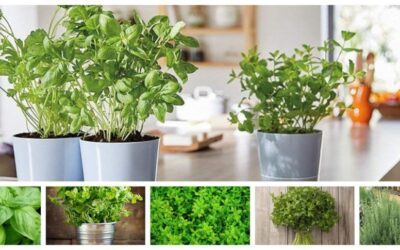 Mas plantas aromáticas que puedes usar en tu casa