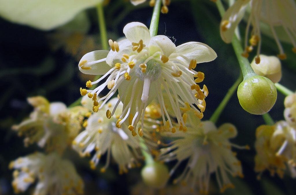 TÉ DE TILO, PROPIEDADES