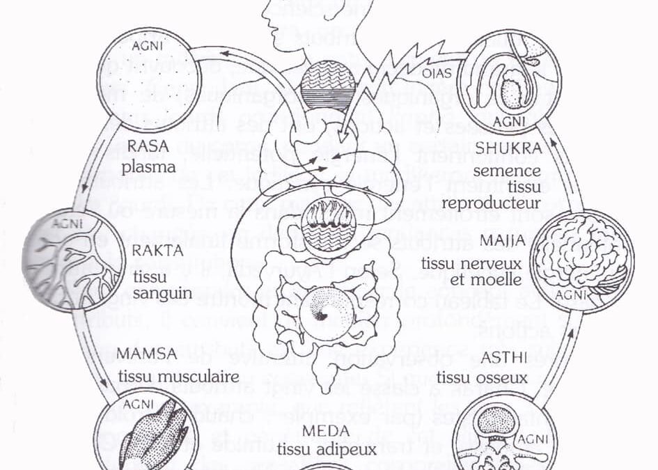 La sanación del shukra dhatu