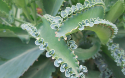 Kalanchoe aranto, la planta de la bienestar
