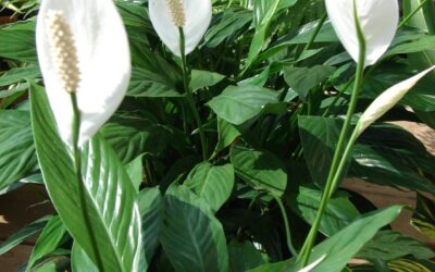 Plantas que purifican el hogar.