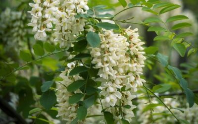 SOPHORA JAPÓNICA: Propiedades sanadores