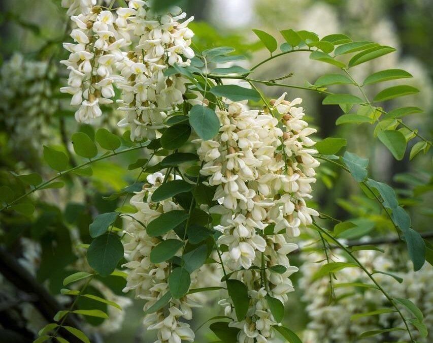 SOPHORA JAPÓNICA: Propiedades sanadores