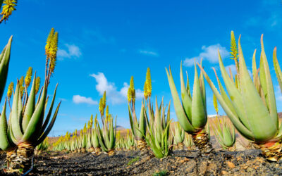 FLOR DE ÁLOE VERA : USOS Y PROPIEDADES