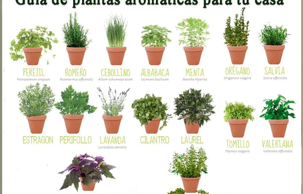 GUÍA DE PLANTAS AROMÁTICAS USADAS EN AYURVEDA