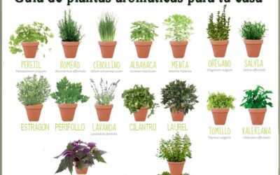 GUÍA DE PLANTAS AROMÁTICAS USADAS EN AYURVEDA