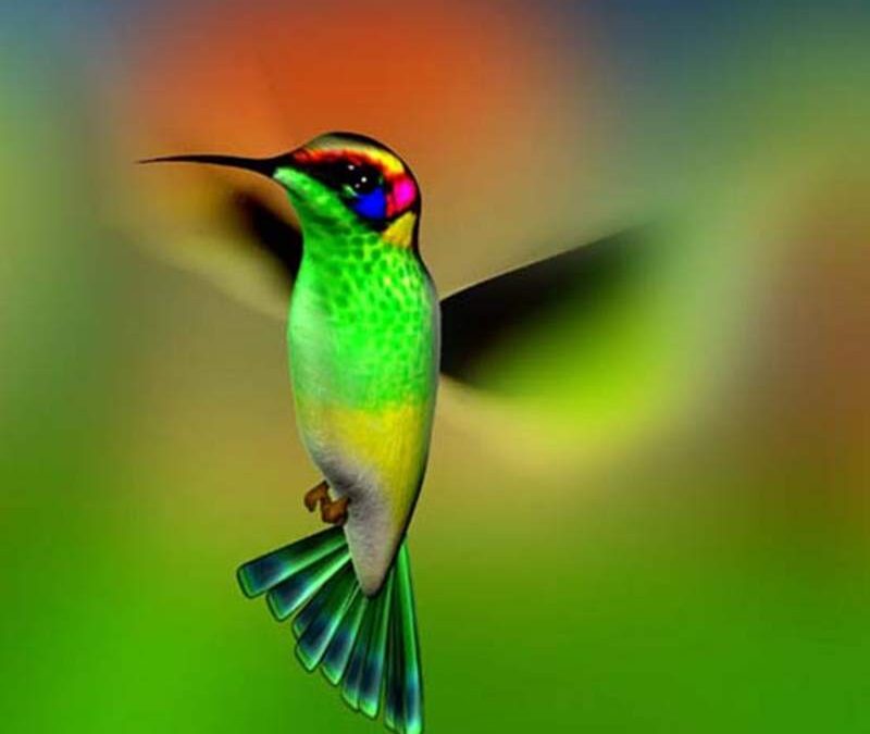 La ancestral leyenda del Colibrí