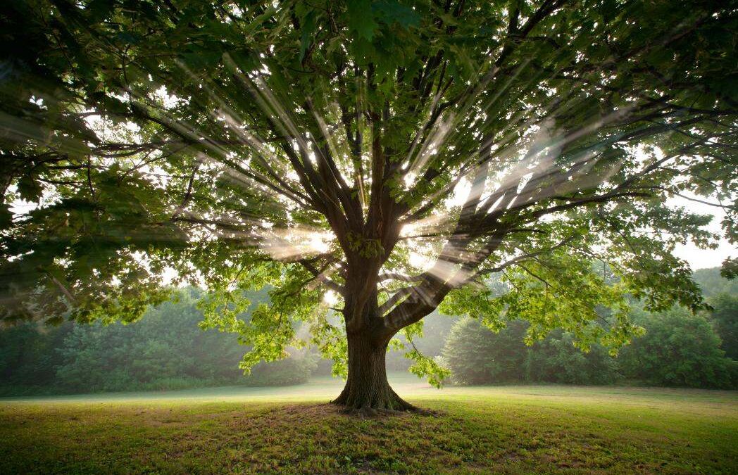Descubre que árbol eres según tu fecha de nacimiento
