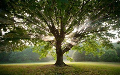 Descubre que árbol eres según tu fecha de nacimiento