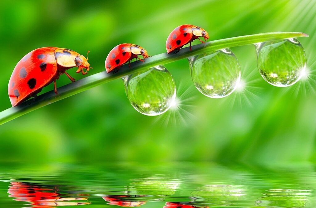 Significado espiritual de las mariquitas o vaquita de San Antonio