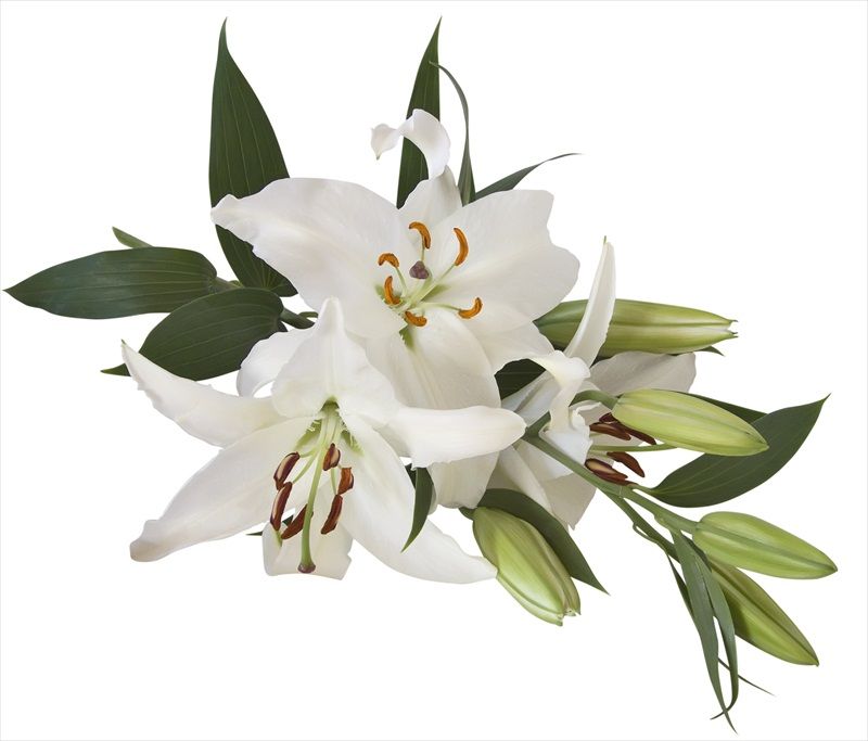 Significado espiritual del Lirio