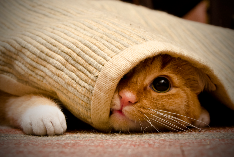 Los gatos, protectores del portal