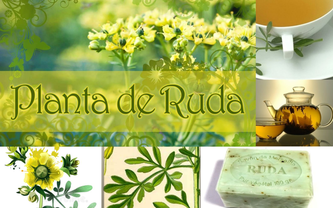 Oración de la Ruda Verde para atraer la buena suerte