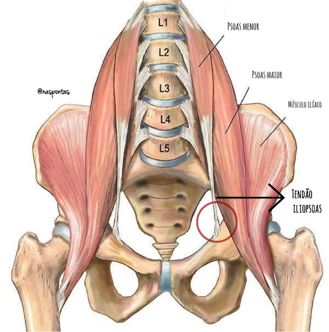 El Musculo Psoas-iliopsoas