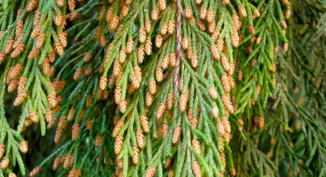 Polen de Ciprés: Superalimento